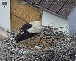 Capi_Dubne_20260527_125503.jpg