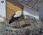 Capi_Dubne_20260527_130002.jpg