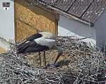 Capi_Dubne_20260527_130503.jpg