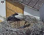 Capi_Dubne_20260527_132004.jpg