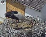 Capi_Dubne_20260527_134504.jpg