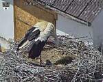 Capi_Dubne_20260527_135002.jpg