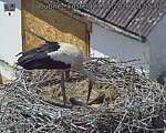 Capi_Dubne_20260527_135502.jpg