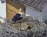 Capi_Dubne_20260527_140002.jpg