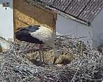 Capi_Dubne_20260527_141502.jpg