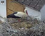 Capi_Dubne_20260527_144003.jpg