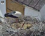 Capi_Dubne_20260527_152503.jpg