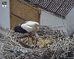 Capi_Dubne_20260527_160003.jpg