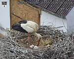 Capi_Dubne_20260527_160504.jpg