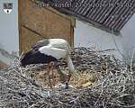 Capi_Dubne_20260527_165002.jpg