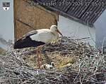 Capi_Dubne_20260527_170504.jpg