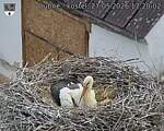Capi_Dubne_20260527_172002.jpg