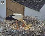 Capi_Dubne_20260527_181502.jpg