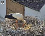 Capi_Dubne_20260527_183003.jpg