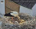 Capi_Dubne_20260527_184503.jpg