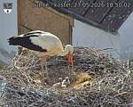 Capi_Dubne_20260527_185002.jpg