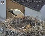 Capi_Dubne_20260527_191503.jpg