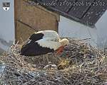 Capi_Dubne_20260527_192502.jpg
