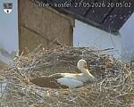 Capi_Dubne_20260527_200502.jpg