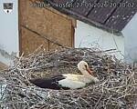 Capi_Dubne_20260527_203002.jpg