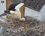 Capi_Dubne_20260527_203503.jpg