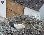 Capi_Dubne_20260527_210002.jpg