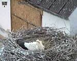 Capi_Dubne_20260527_210503.jpg