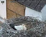 Capi_Dubne_20260527_211002.jpg