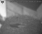 Capi_Dubne_20260527_222003.jpg