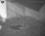 Capi_Dubne_20260527_223502.jpg