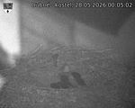 Capi_Dubne_20260528_000502.jpg