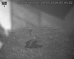 Capi_Dubne_20260528_024502.jpg