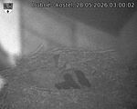 Capi_Dubne_20260528_030002.jpg