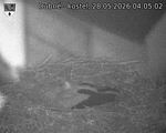 Capi_Dubne_20260528_040502.jpg
