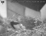 Capi_Dubne_20260528_042503.jpg