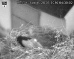 Capi_Dubne_20260528_043002.jpg