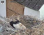 Capi_Dubne_20260528_045002.jpg