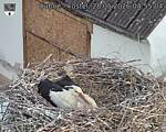 Capi_Dubne_20260528_045504.jpg
