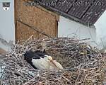 Capi_Dubne_20260528_051002.jpg