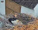 Capi_Dubne_20260528_051503.jpg