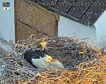 Capi_Dubne_20260528_052003.jpg
