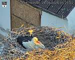 Capi_Dubne_20260528_052503.jpg
