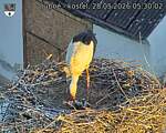 Capi_Dubne_20260528_053002.jpg