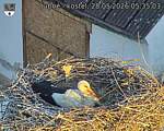 Capi_Dubne_20260528_053503.jpg