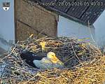 Capi_Dubne_20260528_054003.jpg