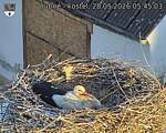 Capi_Dubne_20260528_054503.jpg