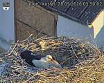 Capi_Dubne_20260528_055002.jpg