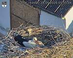 Capi_Dubne_20260528_055504.jpg