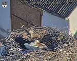 Capi_Dubne_20260528_061002.jpg