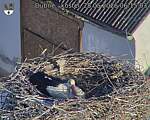 Capi_Dubne_20260528_061503.jpg